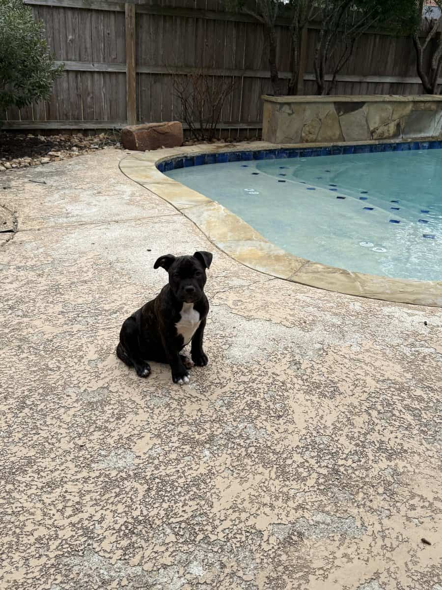 Healthy puppies need a loving home image 3