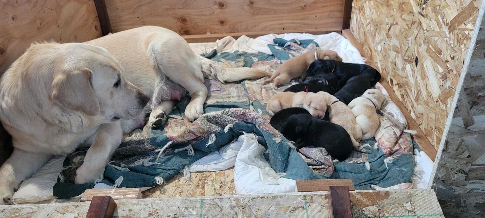 Labrador Retriever/Border Collie Puppies For Sale image 13