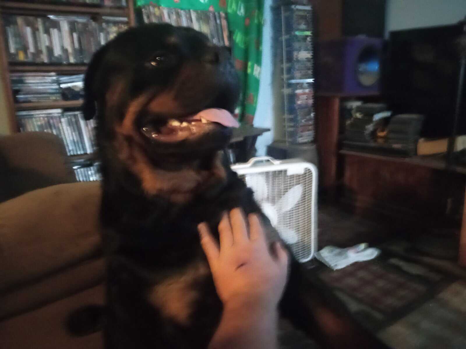 Rottweiler puppies AKC image 6