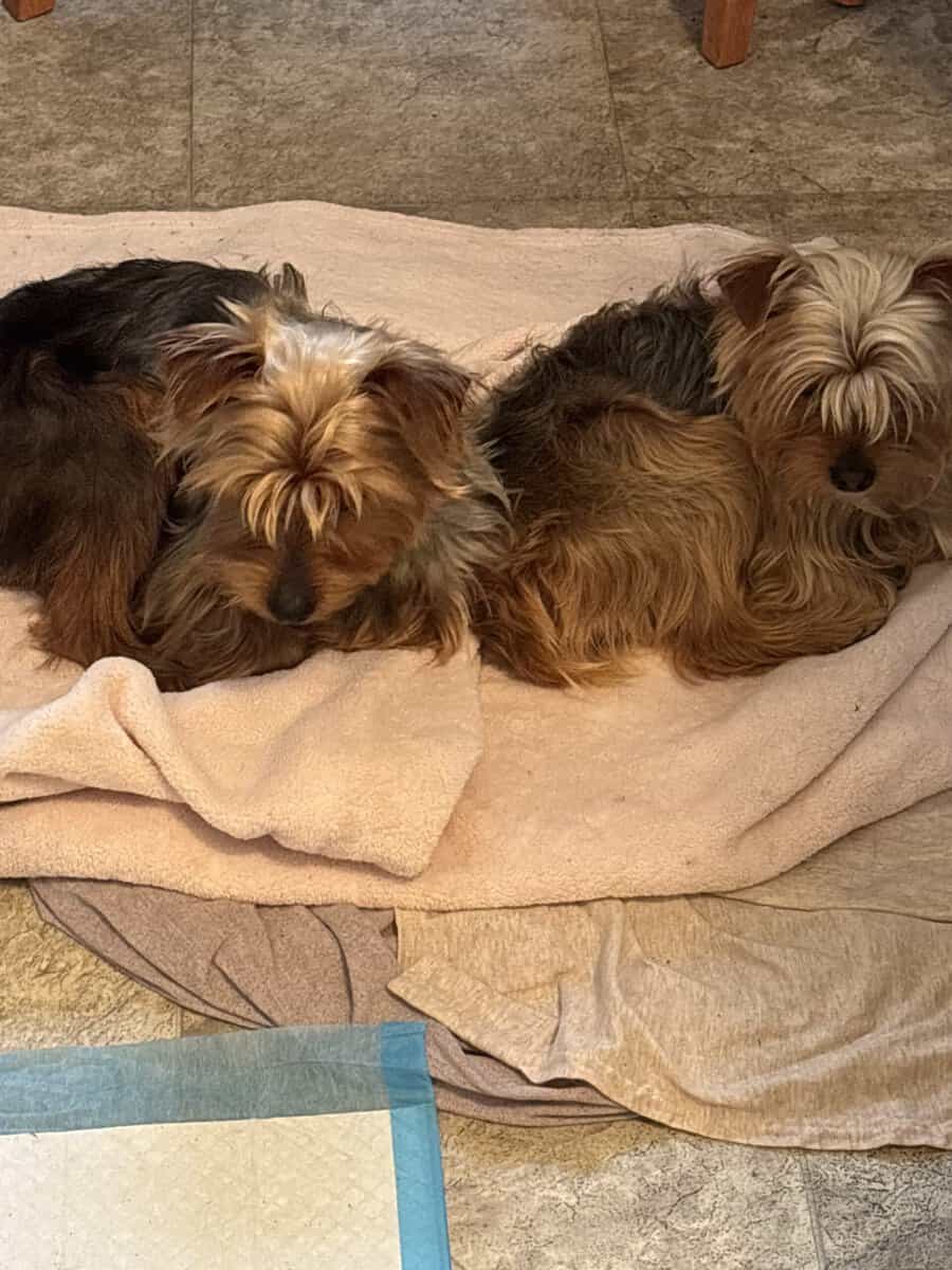 Amazing Bonded Yorkie brother image 5