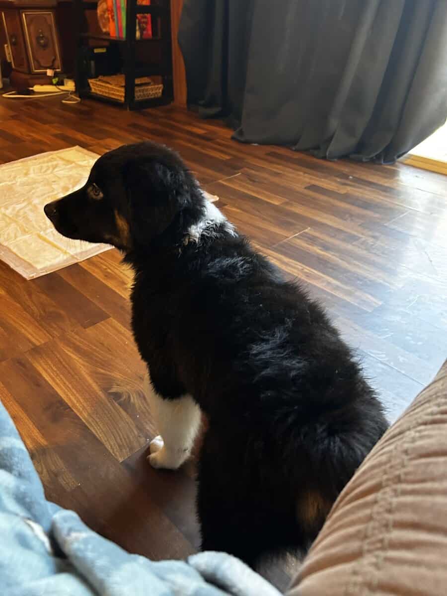 Male Australian Shepherd Puppy image 5