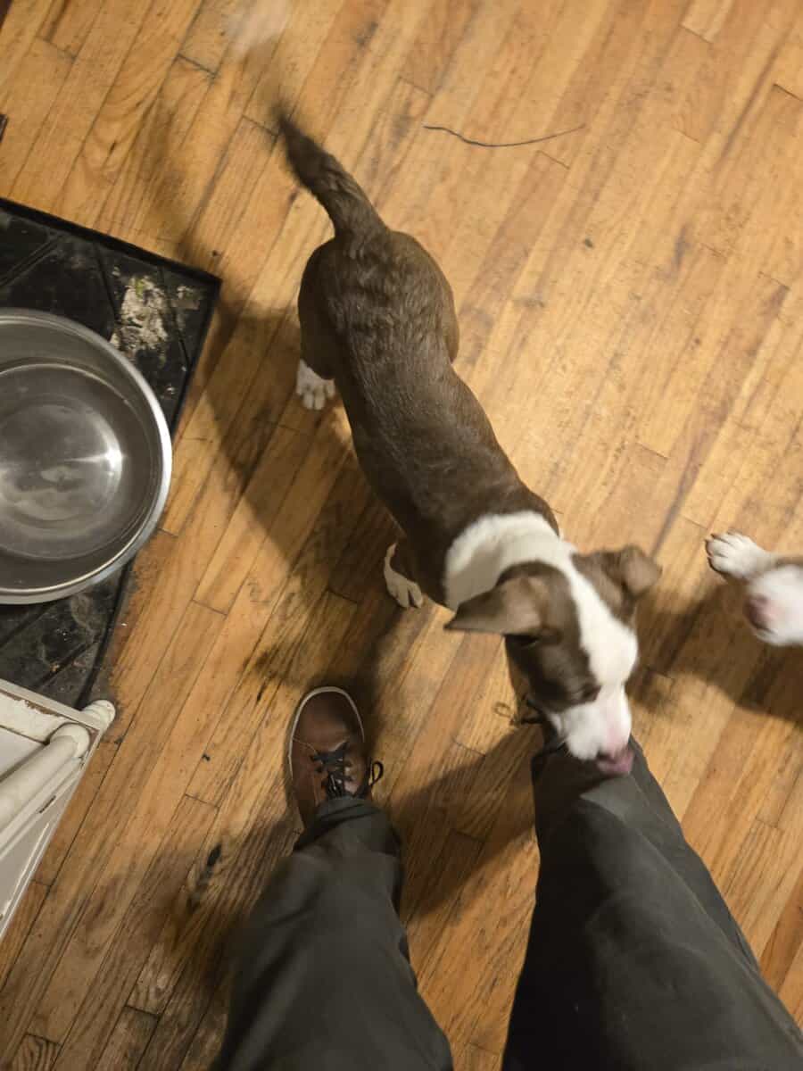 XL Bully/ Husky Puppies image 3