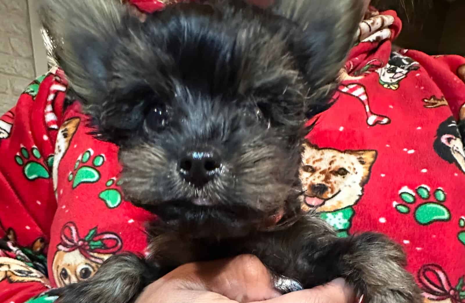 CKC REGISTERED TEACUP YORKSHIRE TERRIER (Girl) image 3