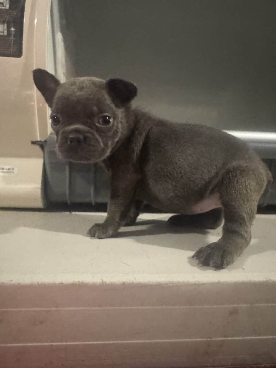 French Bulldog pup image 12