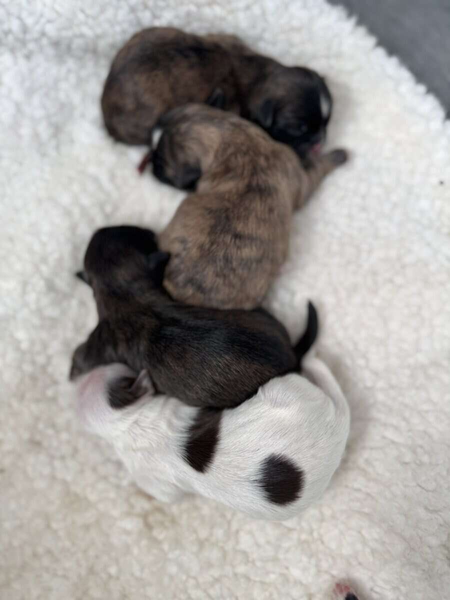 Shih Tzu Puppies image 2