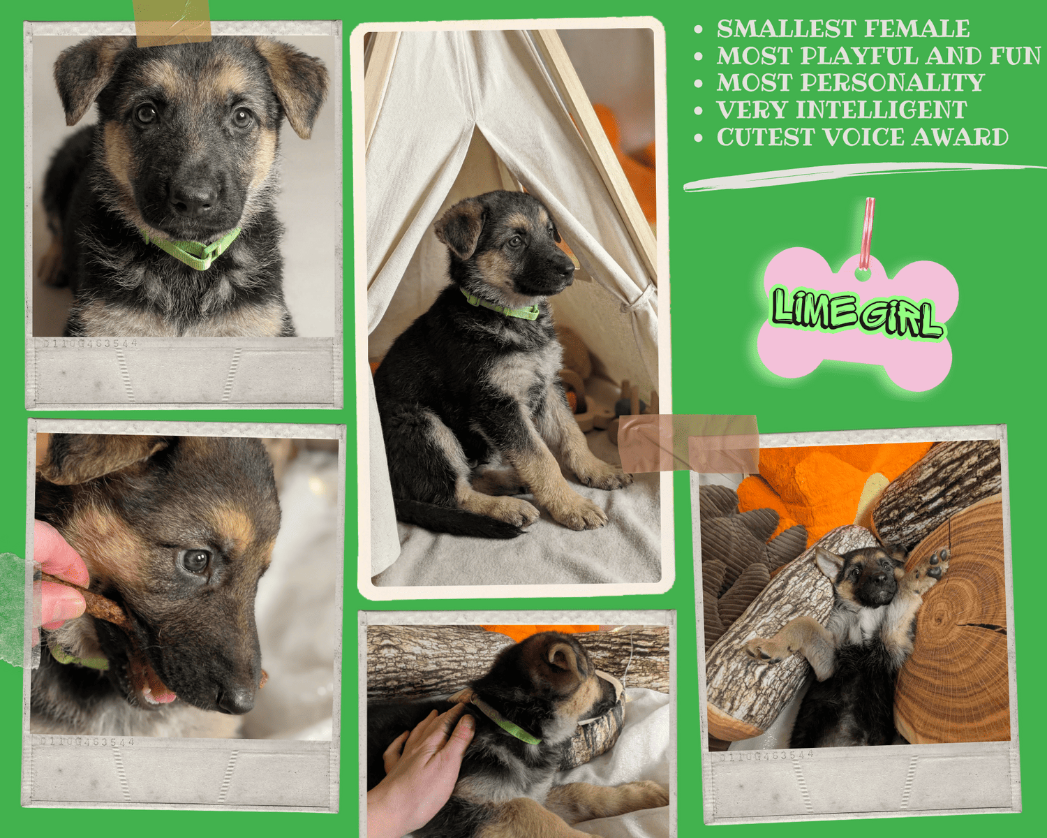 Six adorable 8-week-old German Shepherd puppies ! image 5