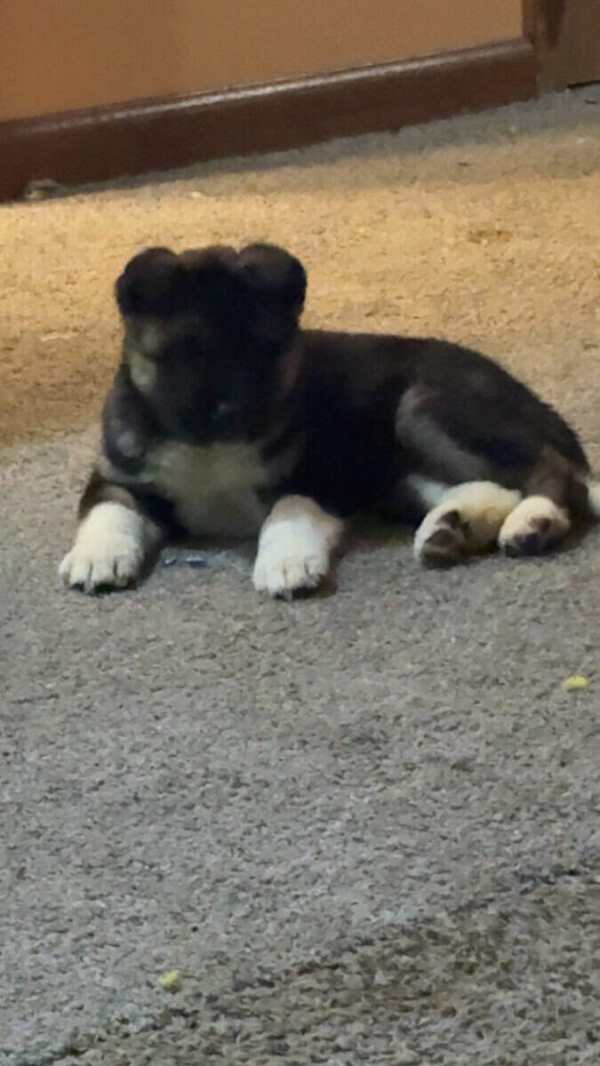 AKC American Akitas 300 image 4