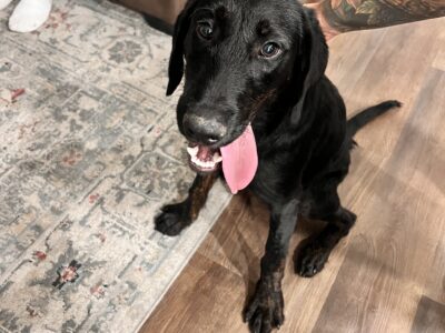 Lab mix puppy