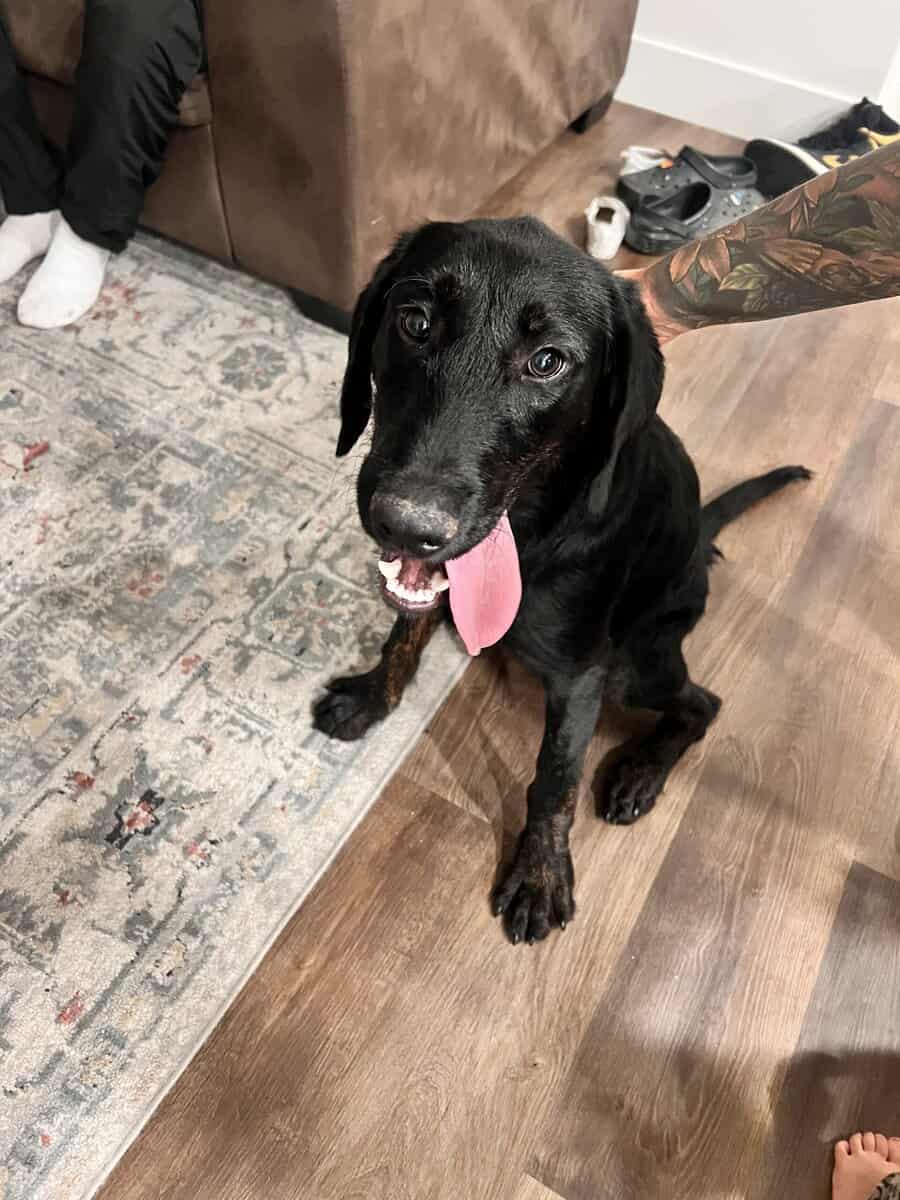 Lab mix puppy image 1