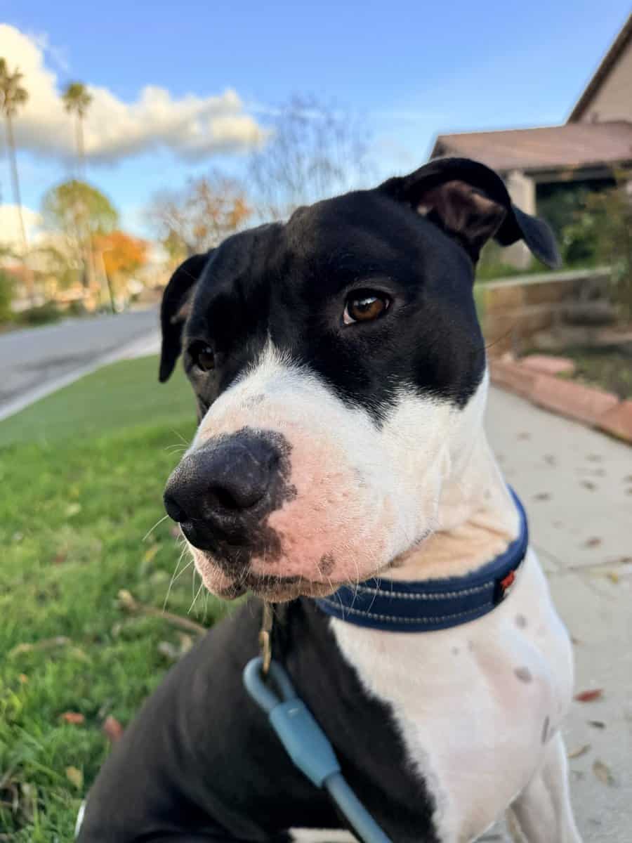 Ace Needs A New Home image 1