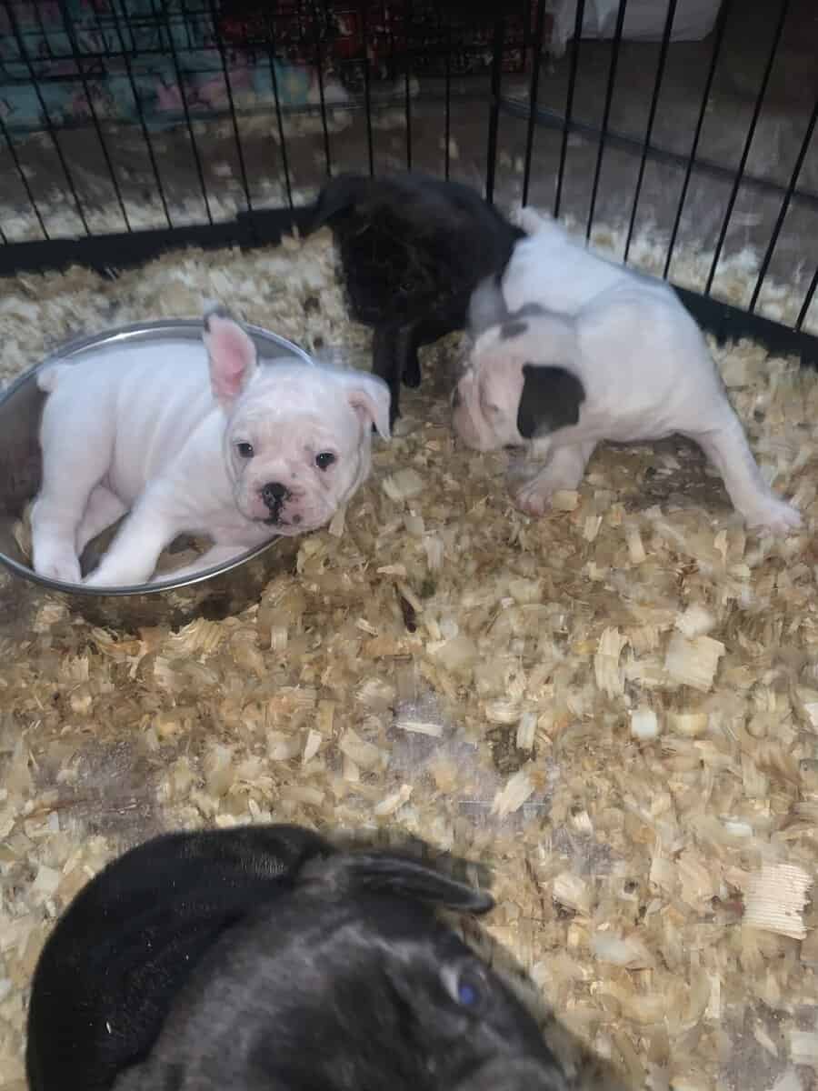 French English Bulldog puppies image 1
