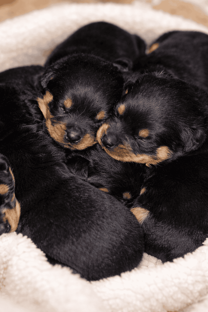 Rottweiler puppies image 2