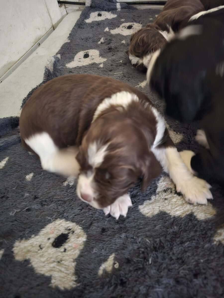 English springer spaniel image 1