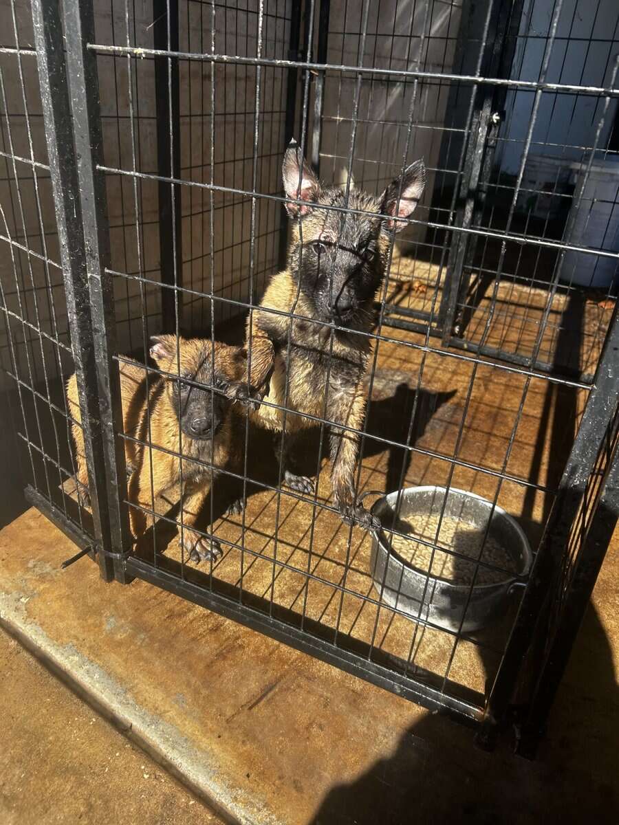 Belgian Malinois puppies image 7