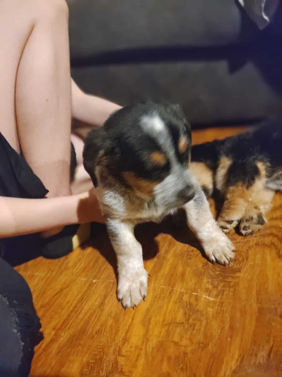 Free puppies image 1