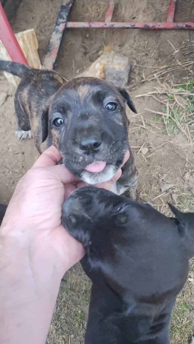 Cane-Corso puppies for sale image 3