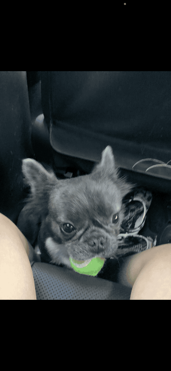 Fluffy frenchie image 3