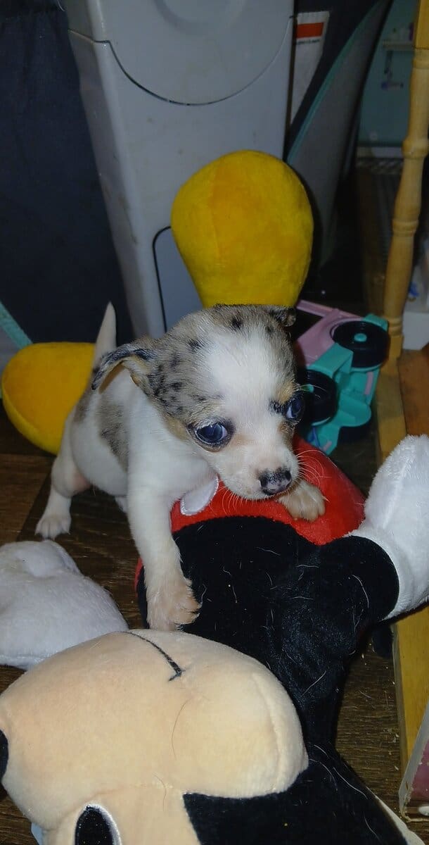 Tiny white with Merle piebald female chihuahua pup image 8