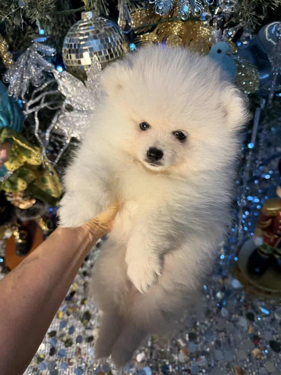 Pomeranian puppy. image 1