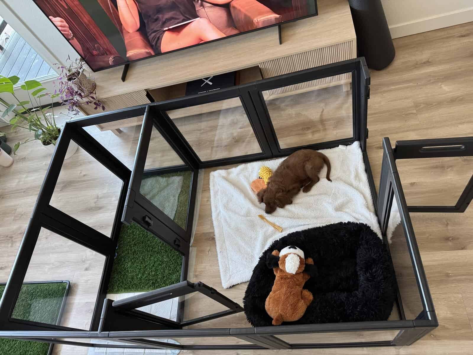 Cavapoo puppy! image 4