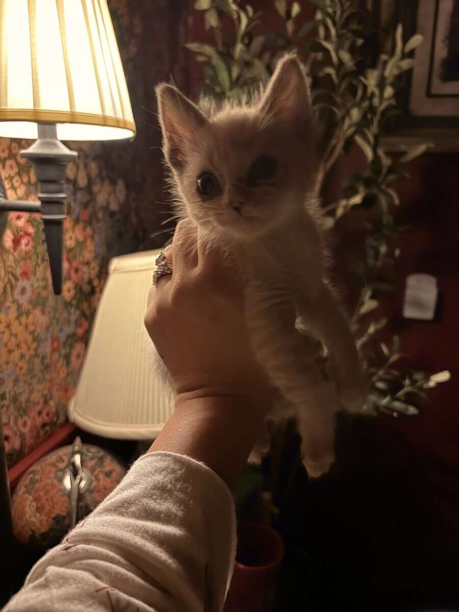 FREE KITTENS image 2