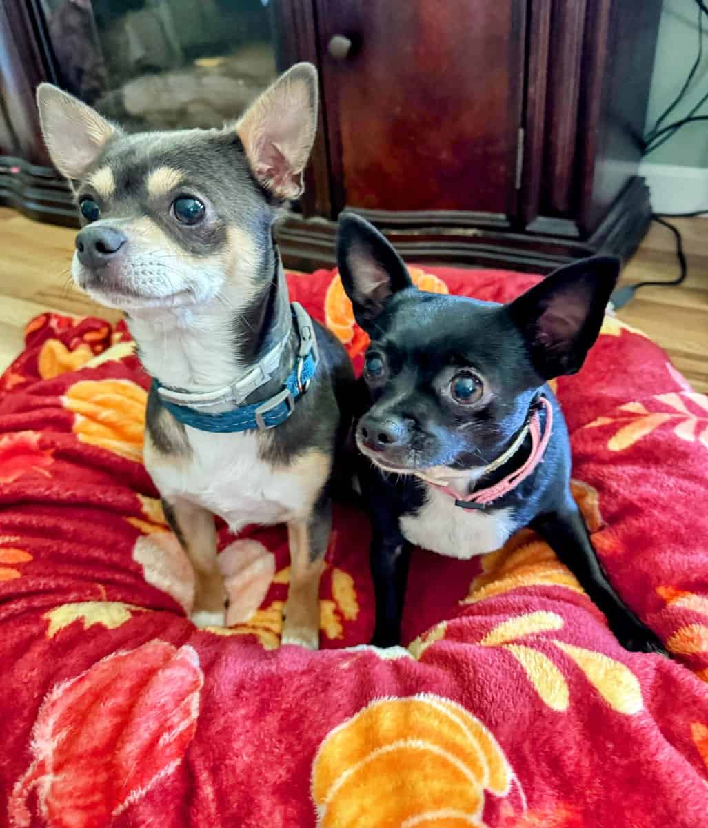 Applehead Chihuahuas purebred image 13