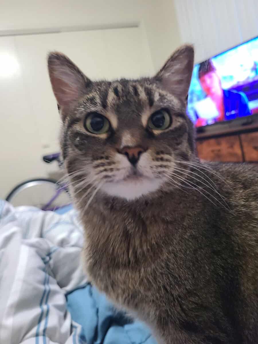 Free cat looking for a new forever home. image 7