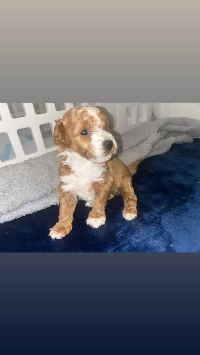 Mini Ausipoodle for sale image 1