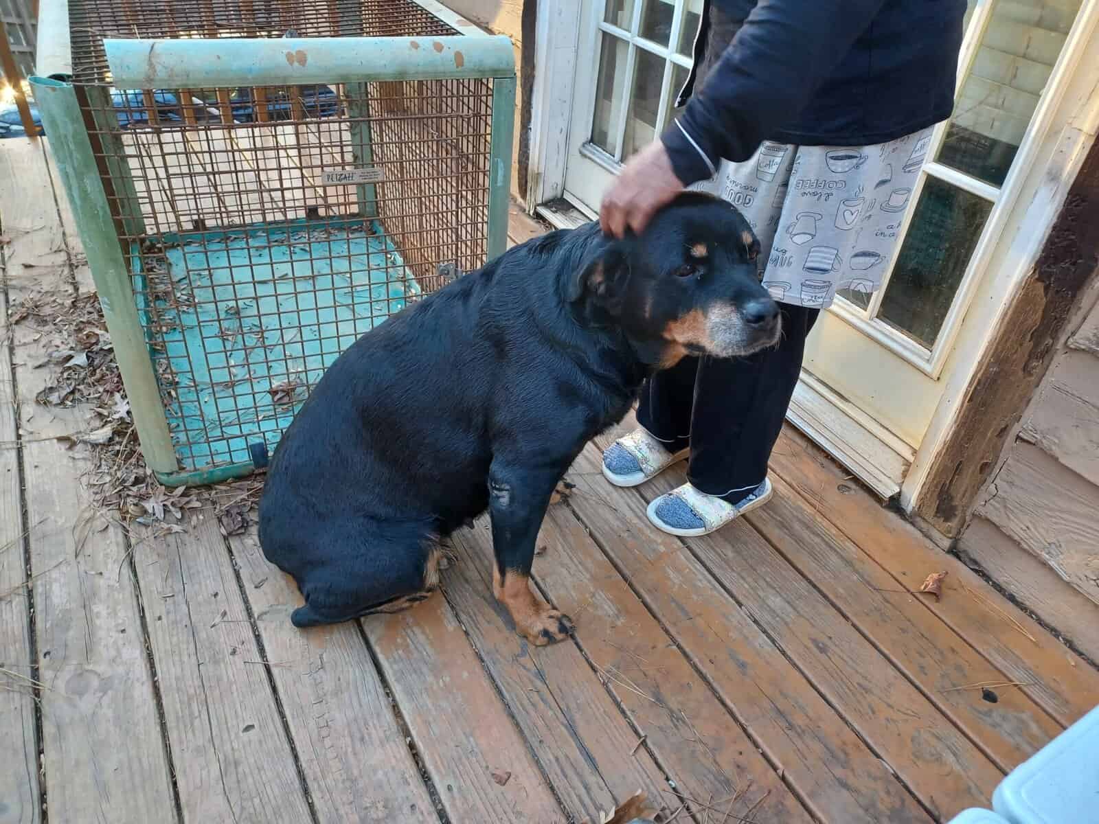 Rottie Pups For Sale image 4