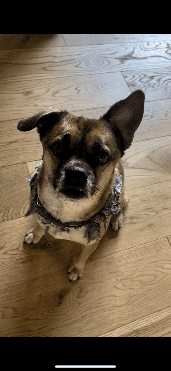 Hiking dog image 1