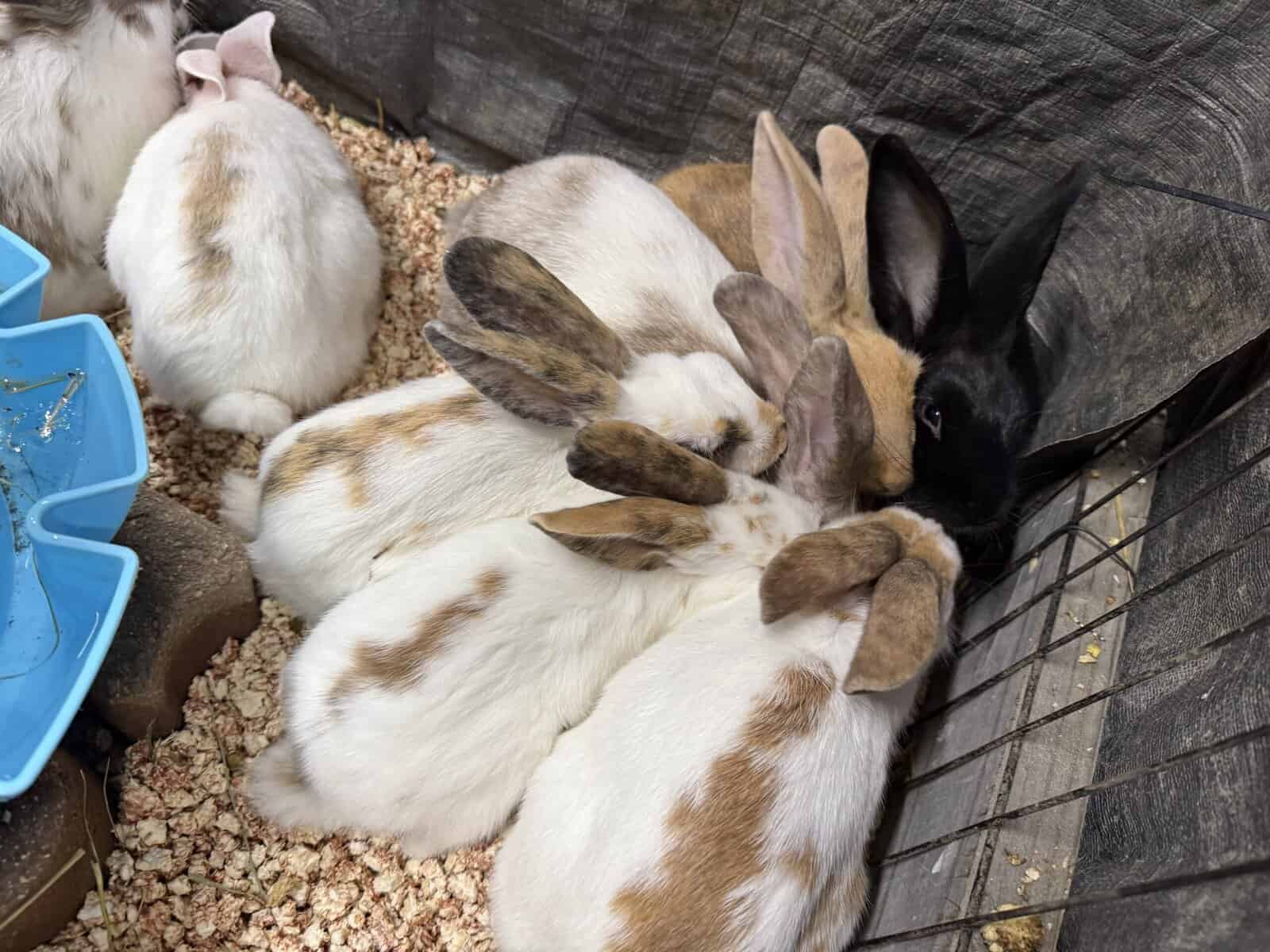 New Zealand Bunny Kits — Sweet, Chunky, & Ready No image 10