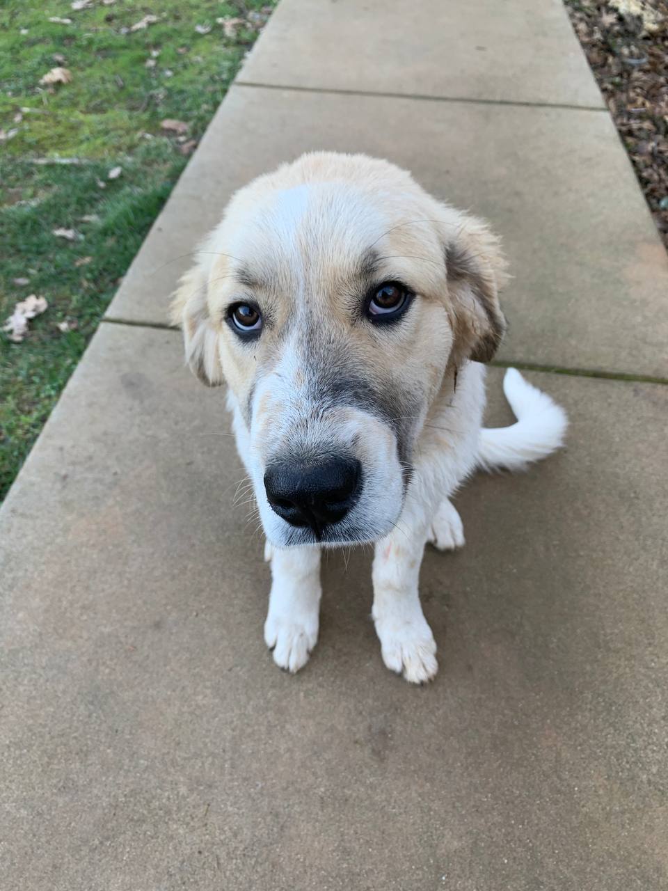 Great Pyrenees image 2