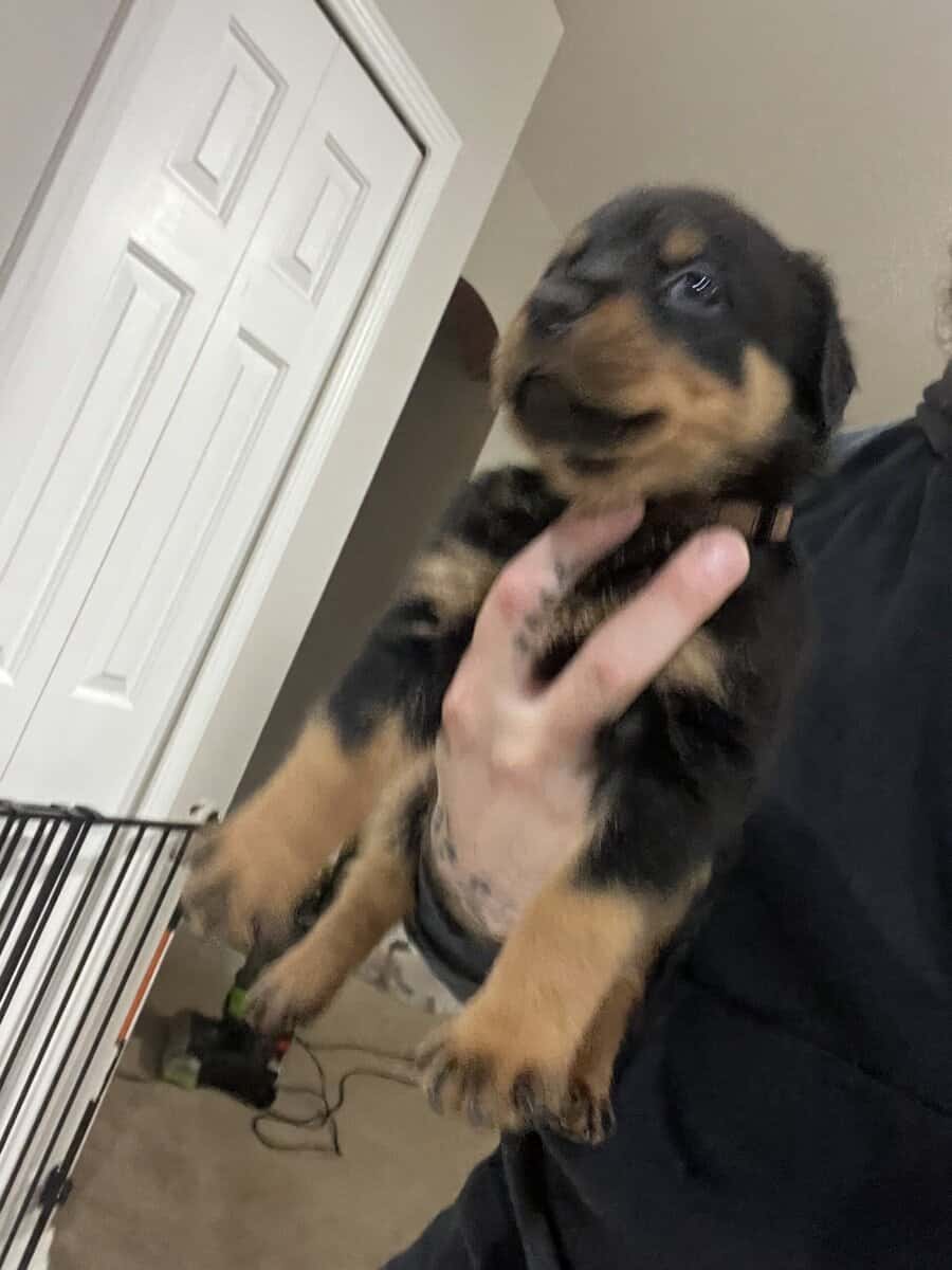 Rottweiler Puppy image 1