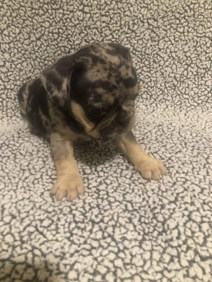 1 French Bulldog with Merle looking for a Furever image 2