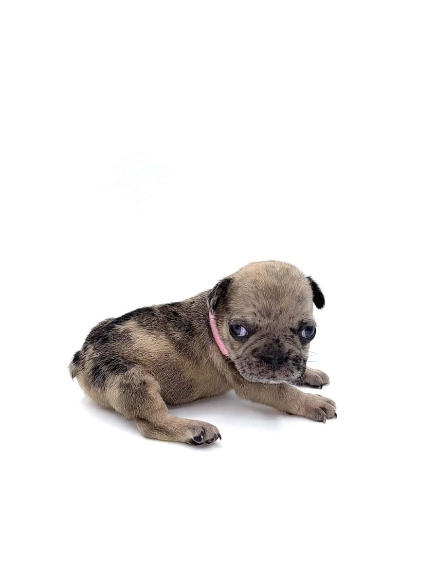 Frenchies carrying pink and fluffy image 19