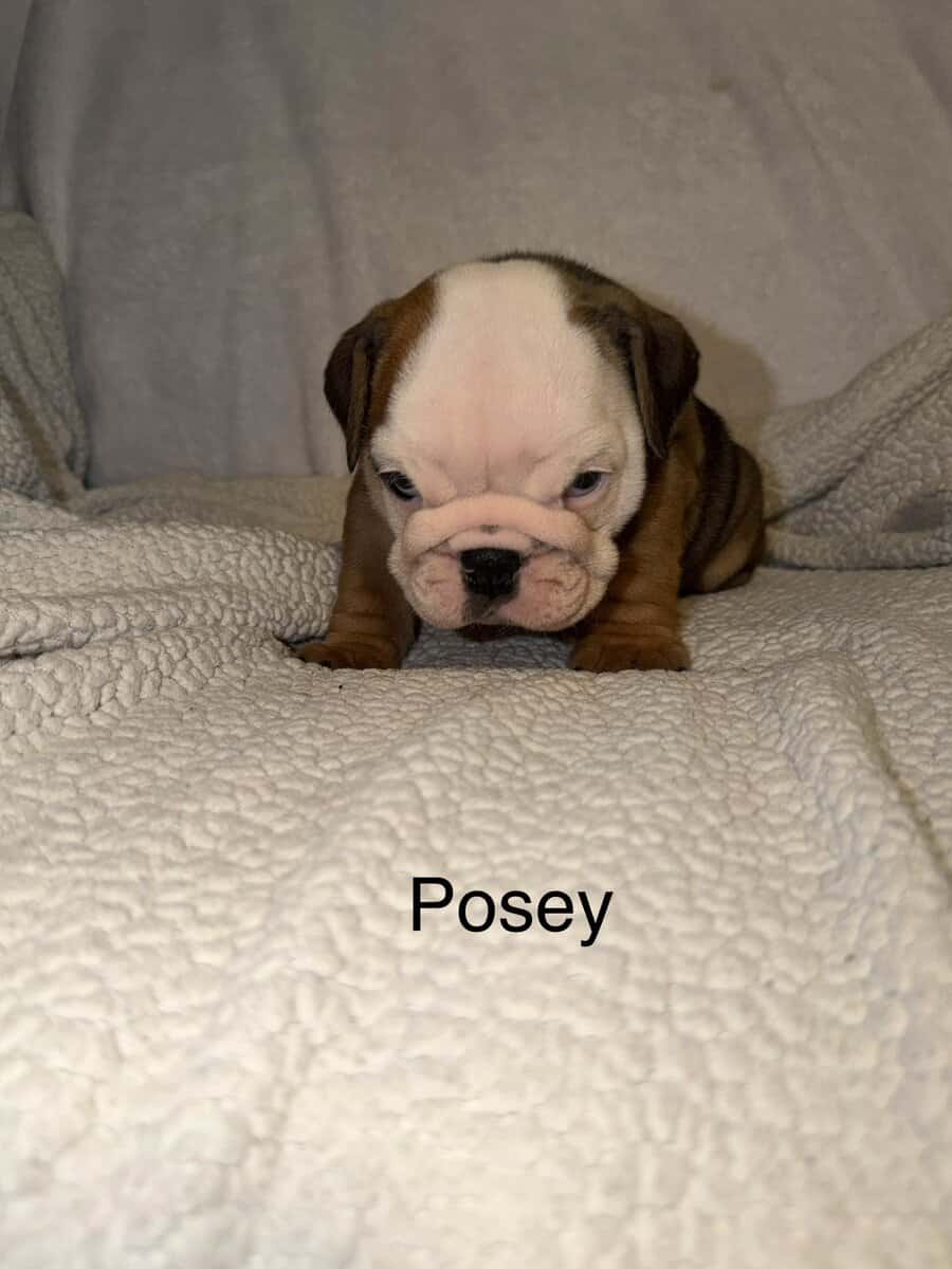 🐾 **Adorable English Bulldog Puppies ** 🐾 image 13