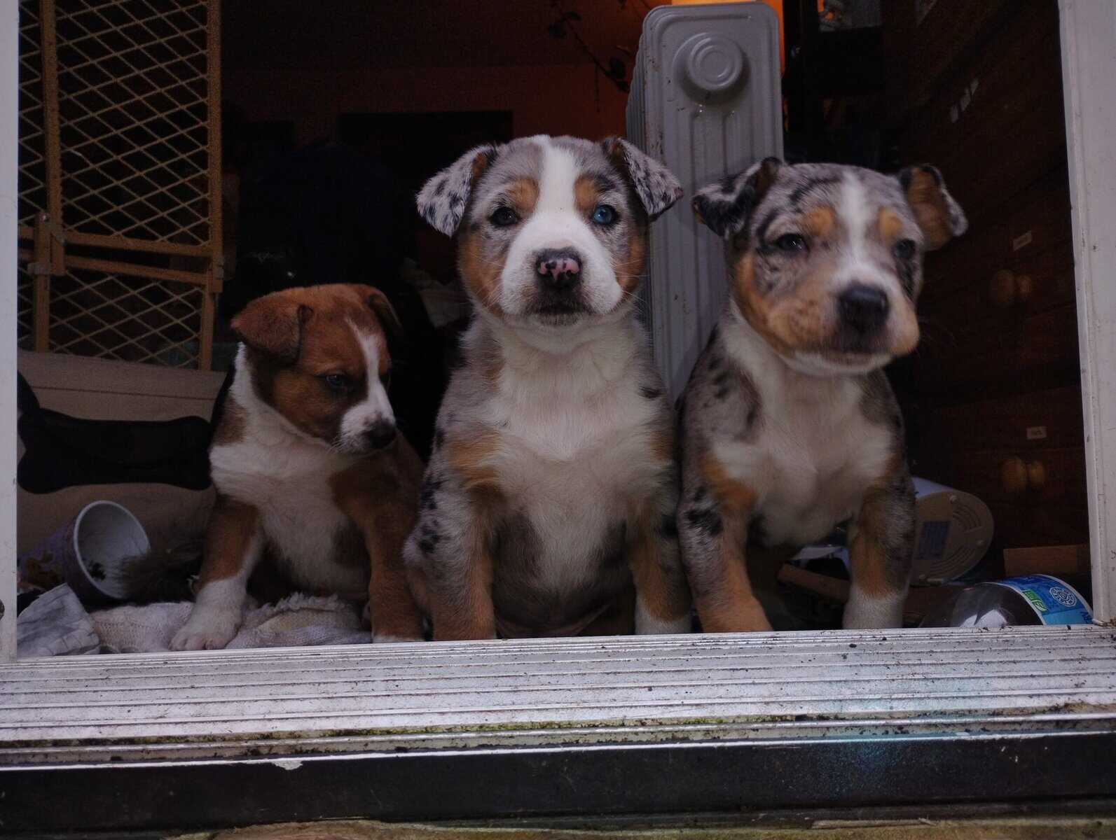 Heeler, collie , and mastiff image 1
