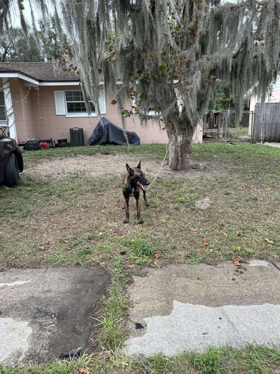AKC Registerd Belgian Malinois stud available image 5