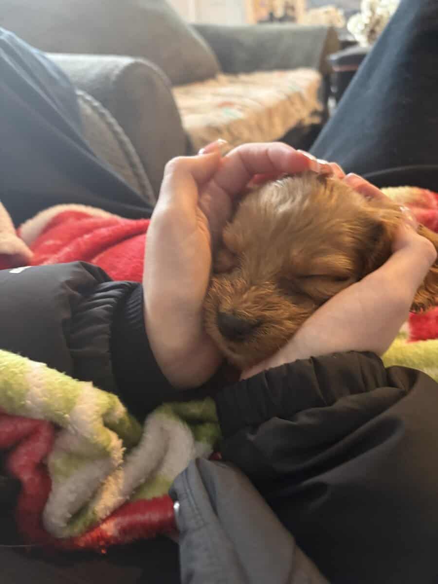 Mini golden doodle image 5