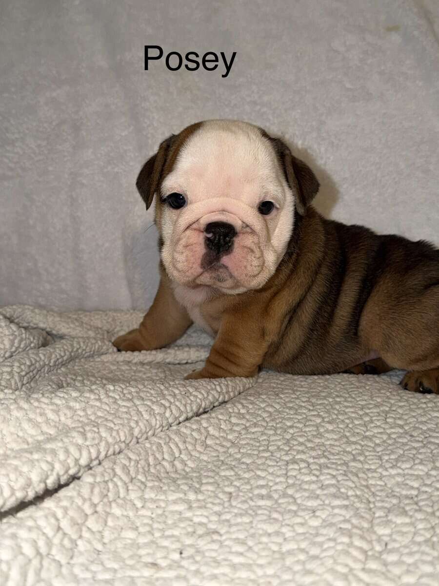 🐾 **Adorable English Bulldog Puppies ** 🐾 image 15