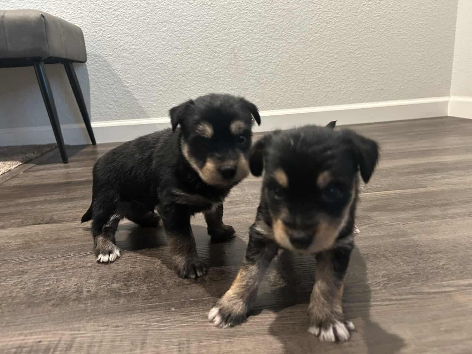 Mixed husky/terrier puppies image 3