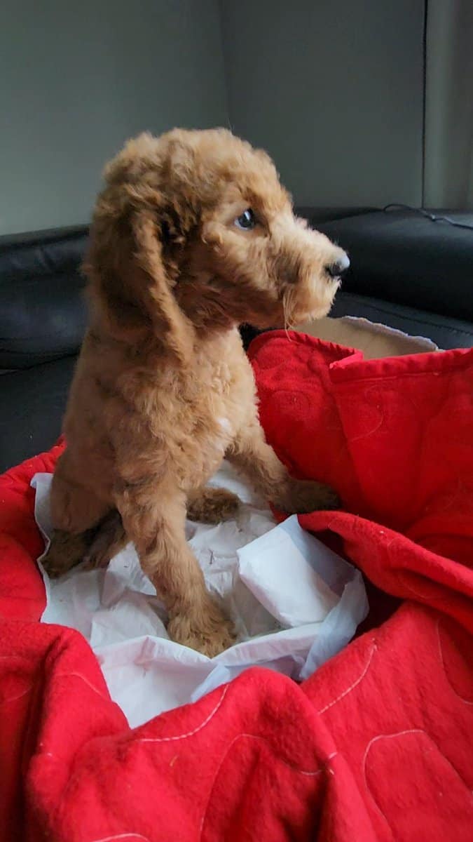 Golden Doodle Puppies 9wks image 2