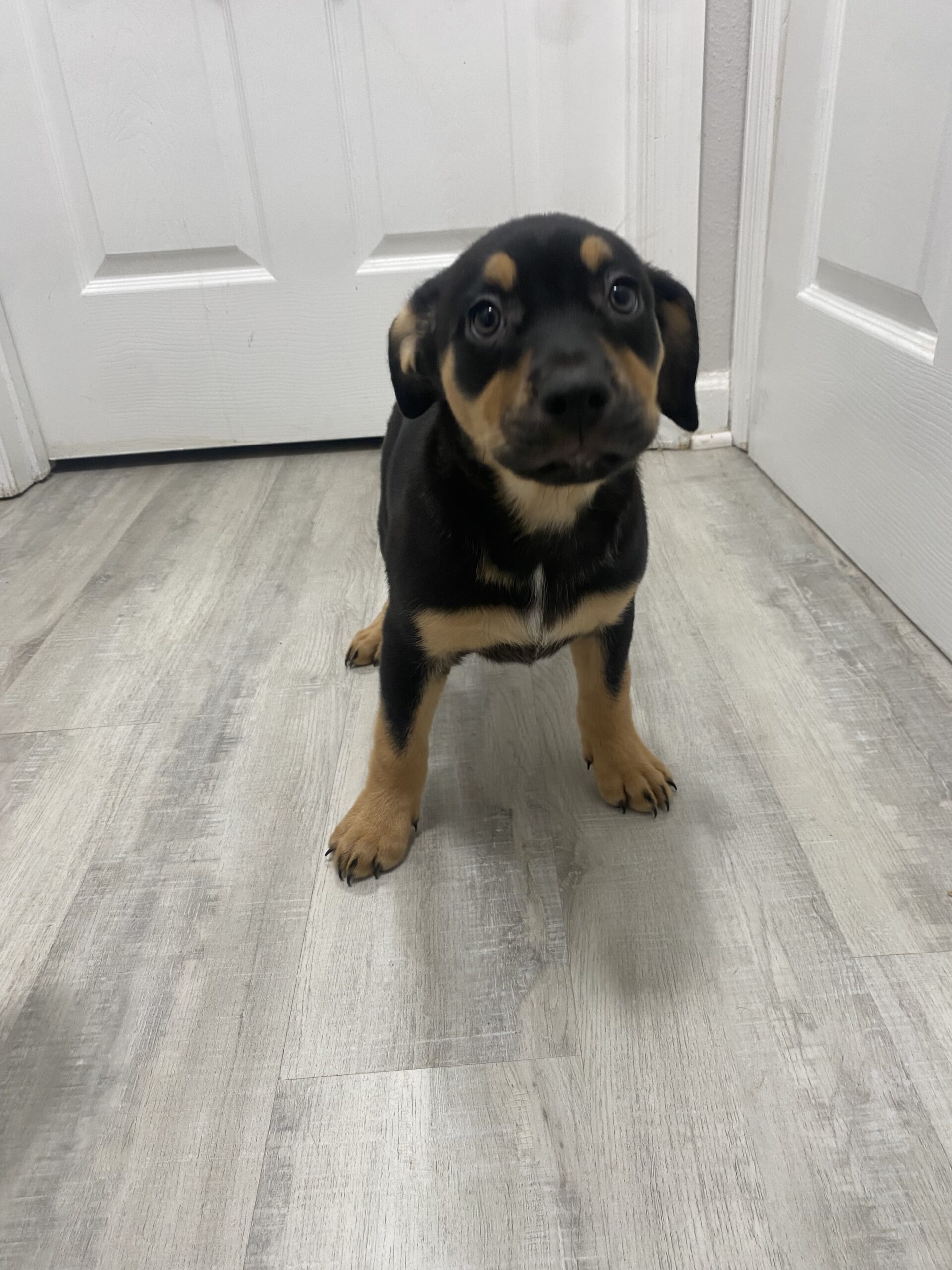 Puppy mix breed image 6