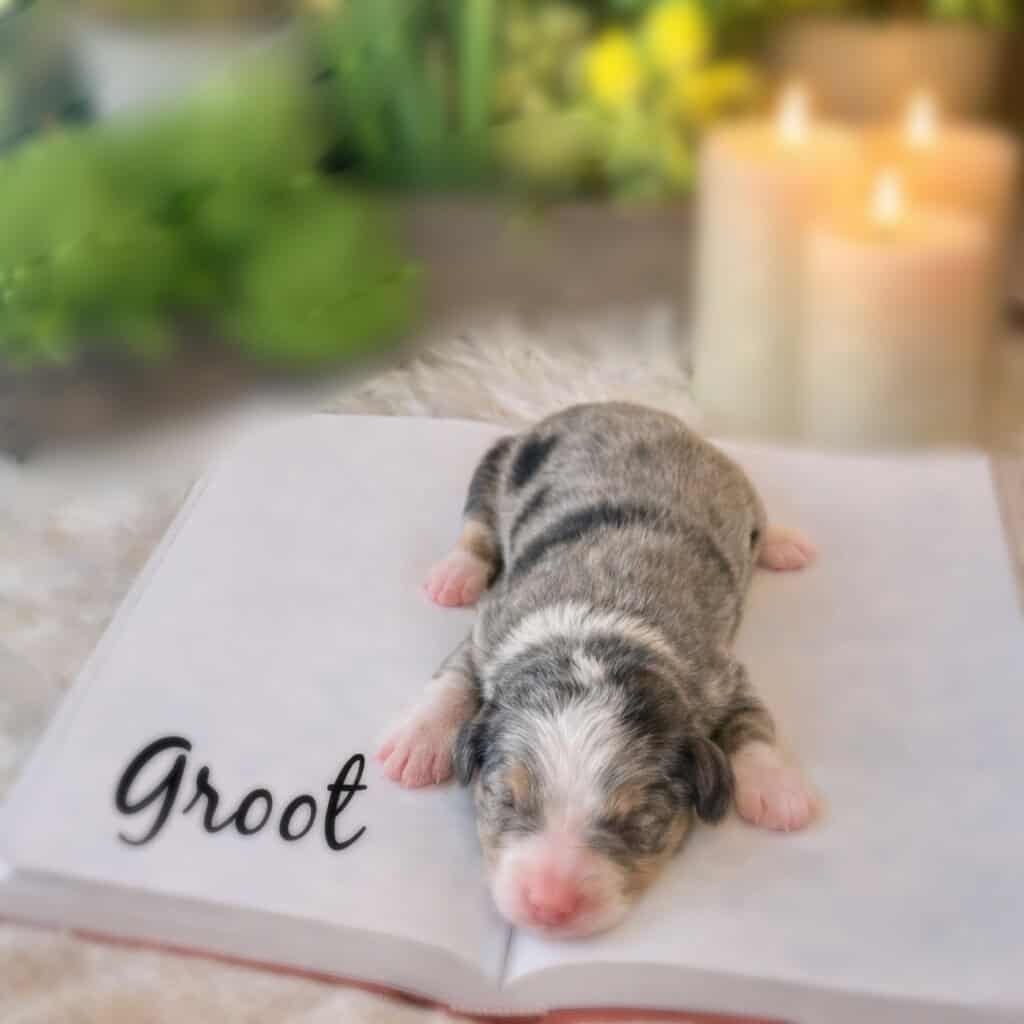 F1 Mini Merle Bernedoodles - PUPPIES ARE HERE!! image 3