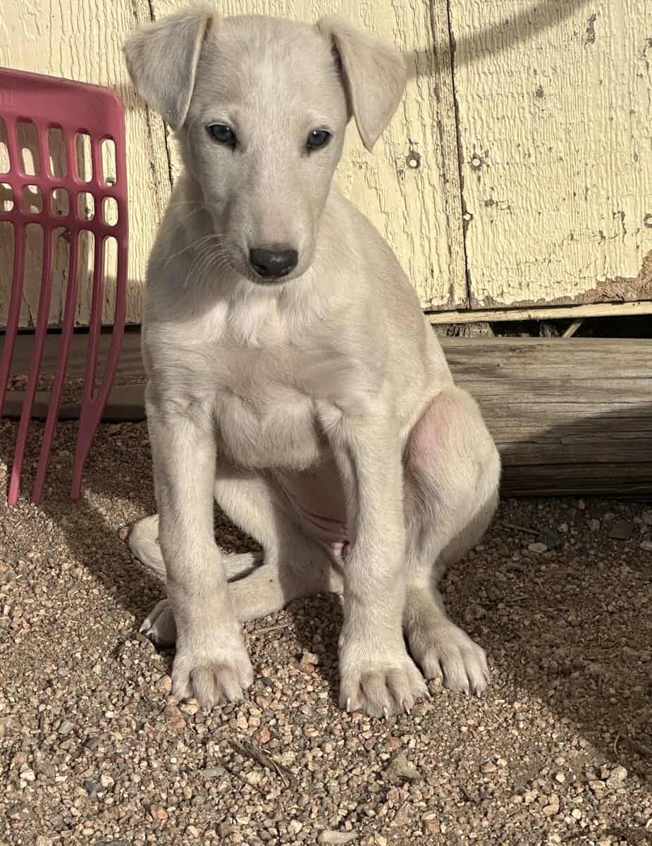 Borzoi-Greyhound Puppies image 2