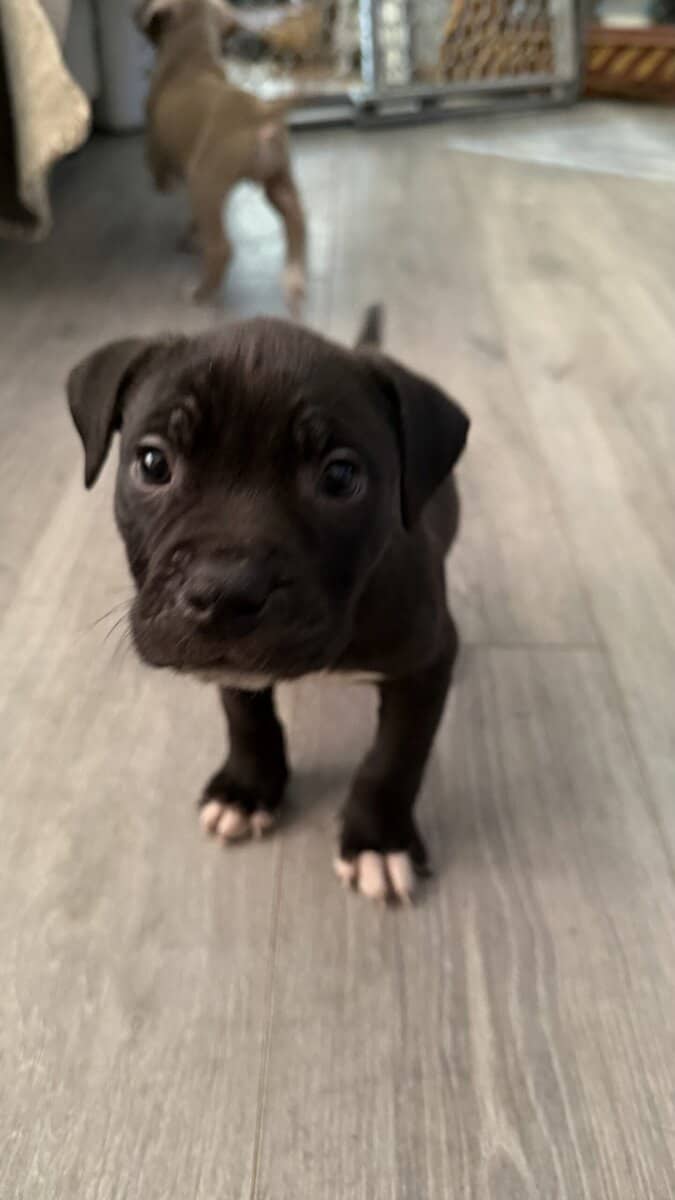 Pit bull puppies for sale!!! image 3