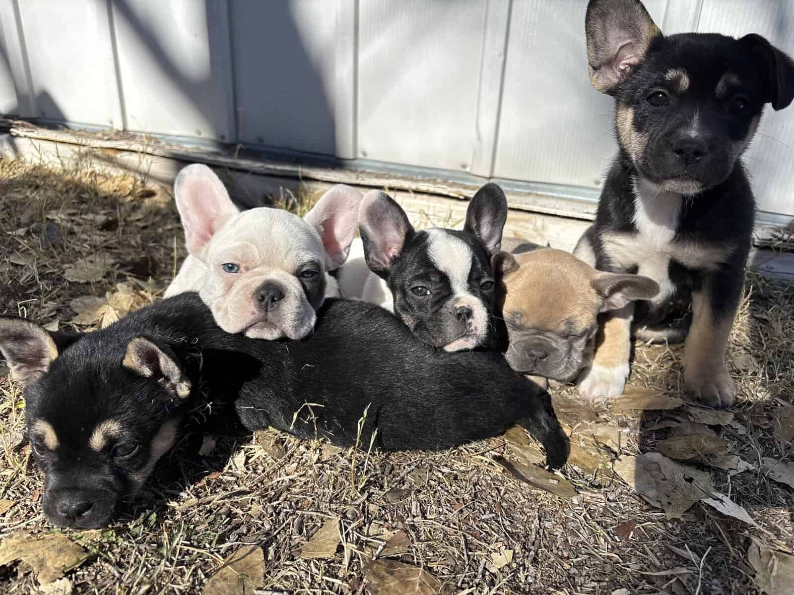 French Bulldog puppies image 6