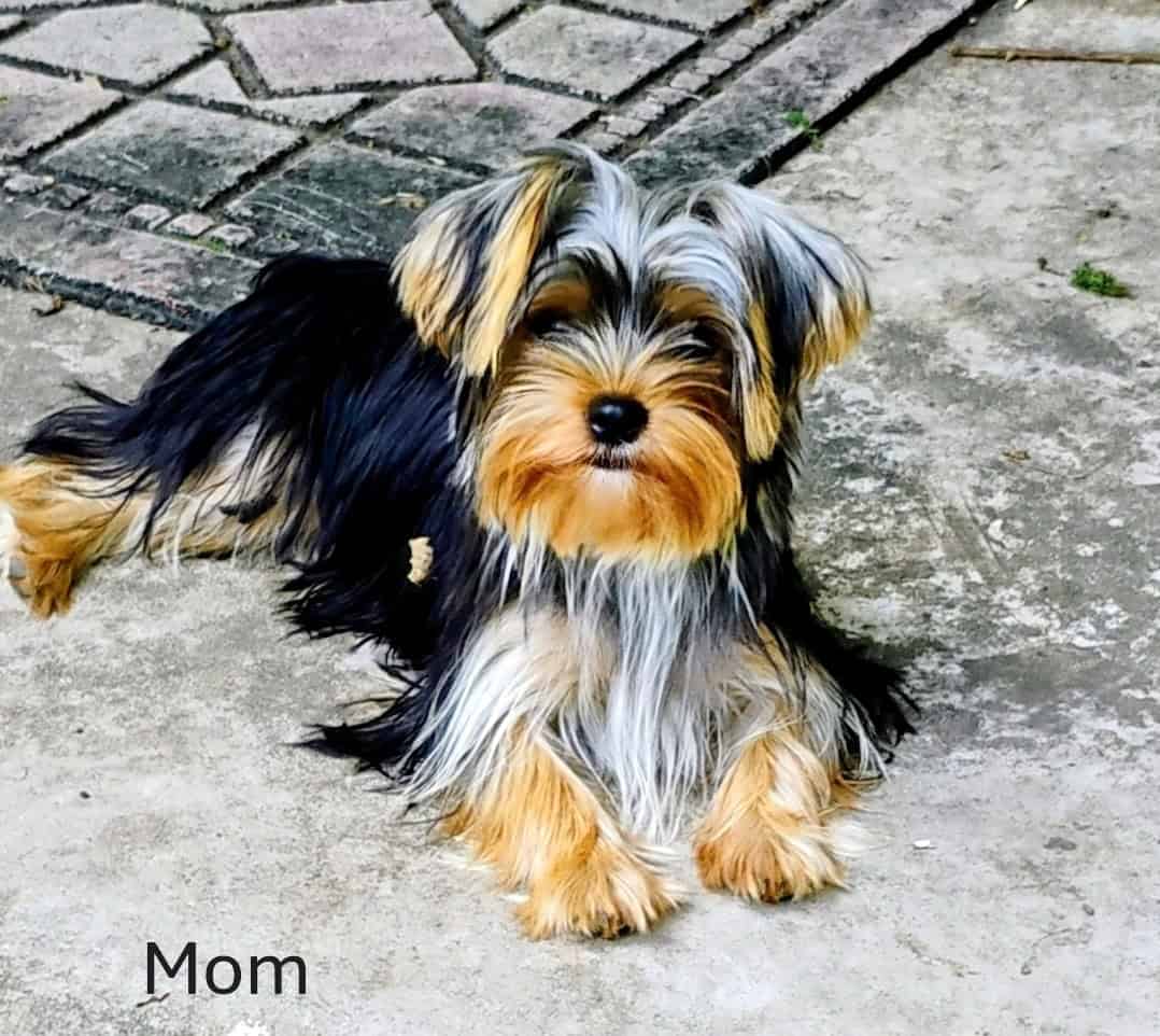 Yorkie puppy image 6