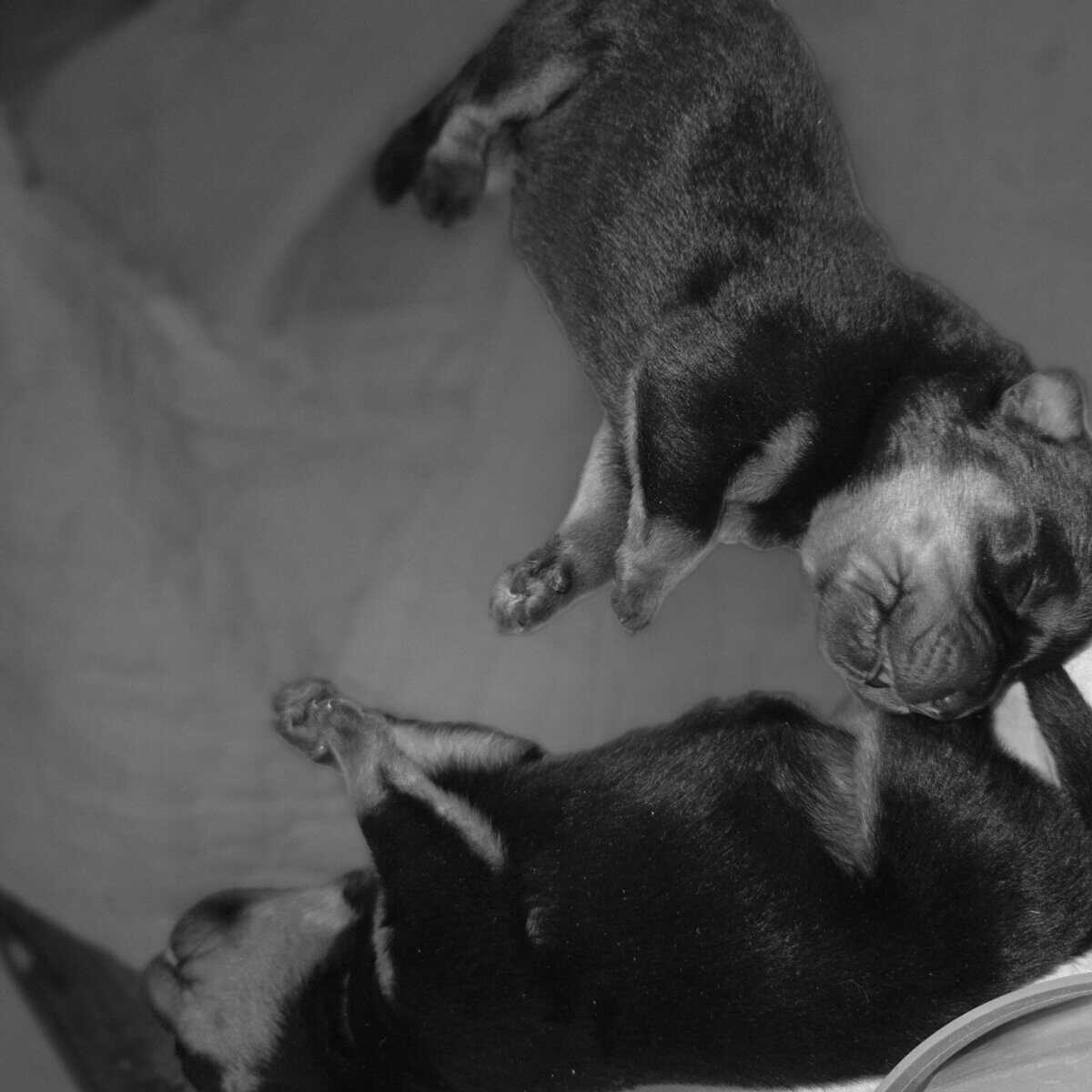 Rottweiler puppies image 2