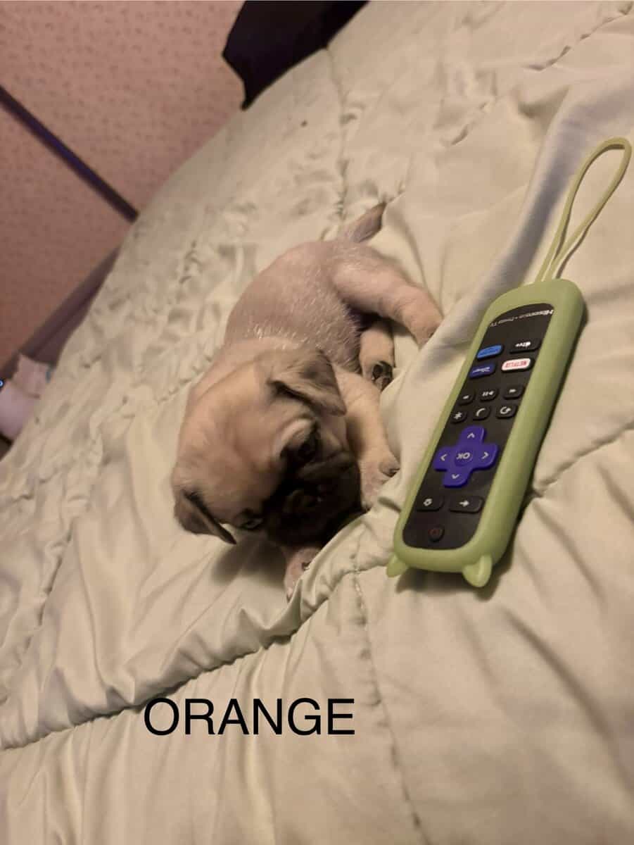 PUG PUPPIES!! image 8